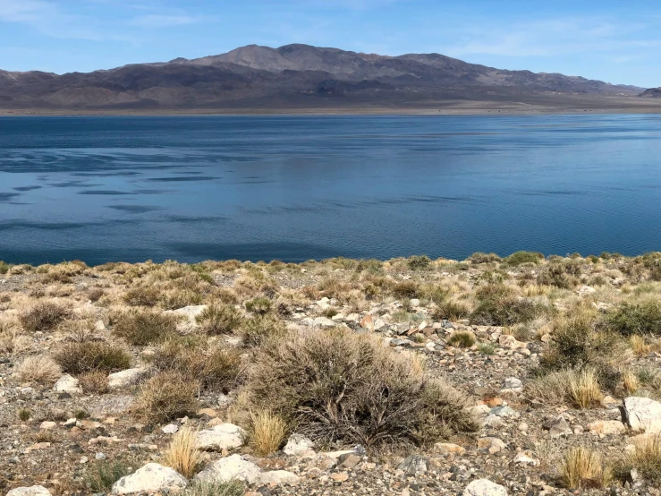 a lone white horse is grazing near some water