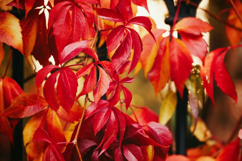 a bunch of red and yellow leaves on a tree