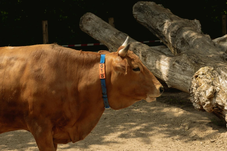 a cow with a bell tied up to it's face