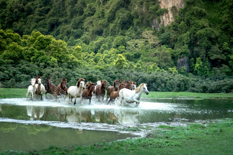 a group of horses walking through the water