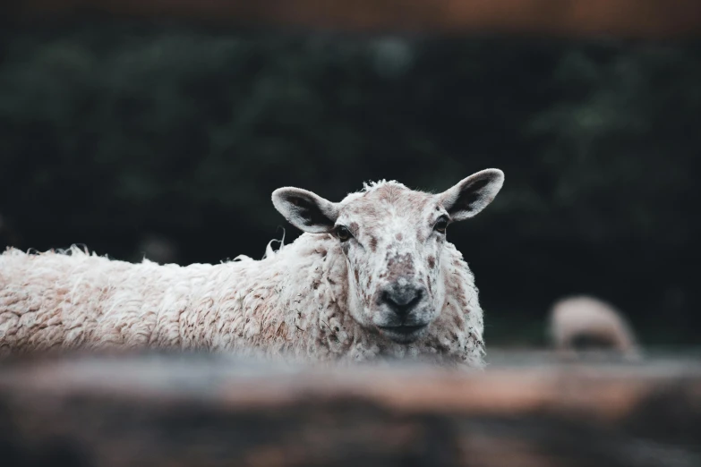 a sheep in a large open area with trees in the background