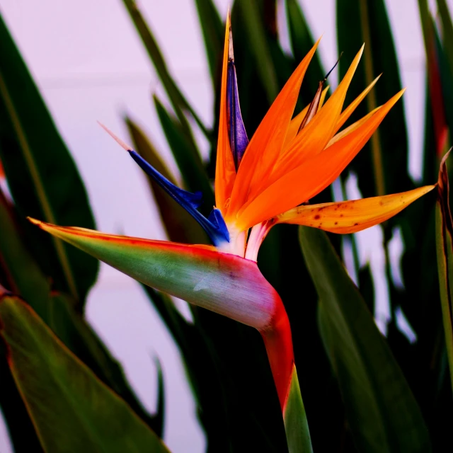 a colorful bird of paradise plant with long, thin leaves