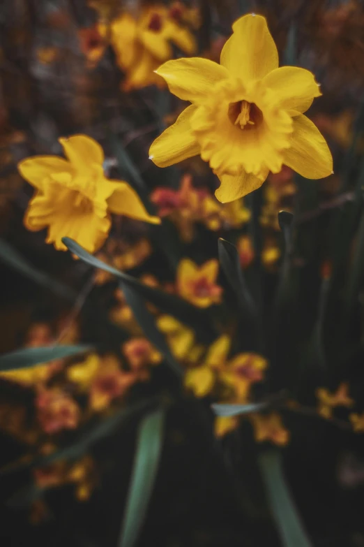 yellow flowers grow through some purple stems