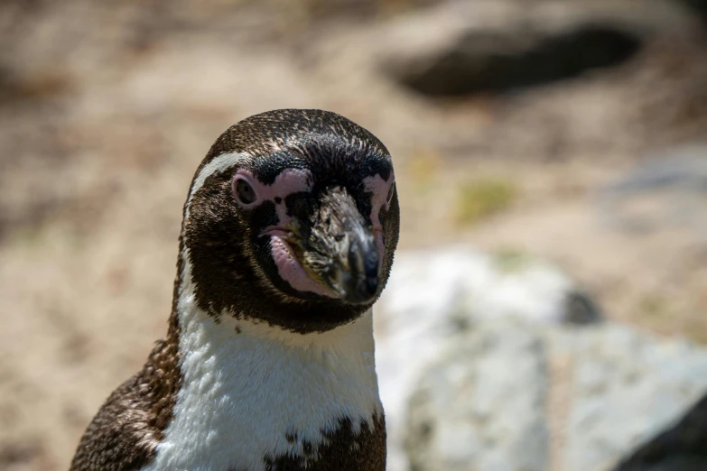 there is a close up of a penguin with its tongue out