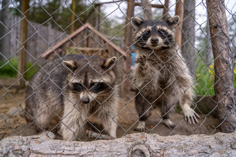 two raccons standing in a fenced area