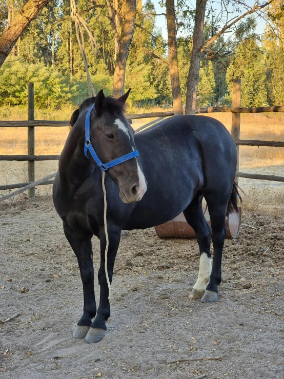 the horse is wearing a blue bridle and looking ahead