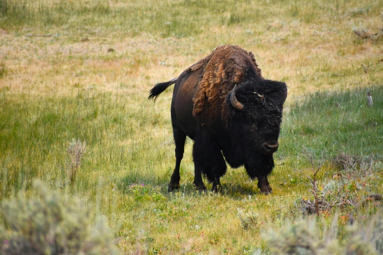 a black and brown bison in a grassy field