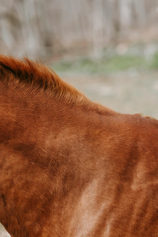 a brown horse looks out over a rock wall