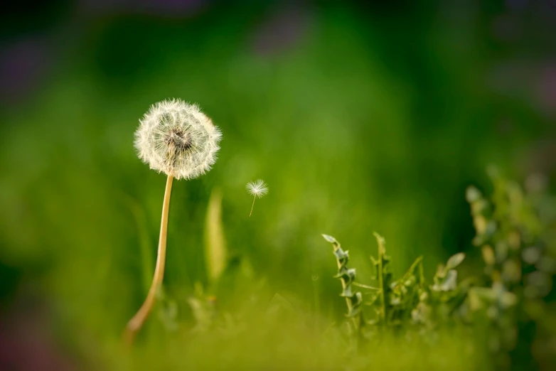 a dandelion and its seeds blowing in the wind