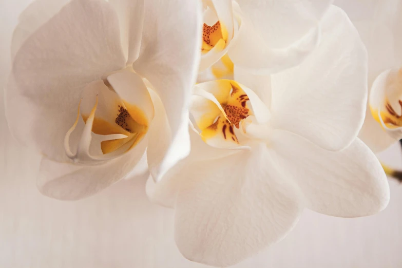 the petals of an orchid are all white