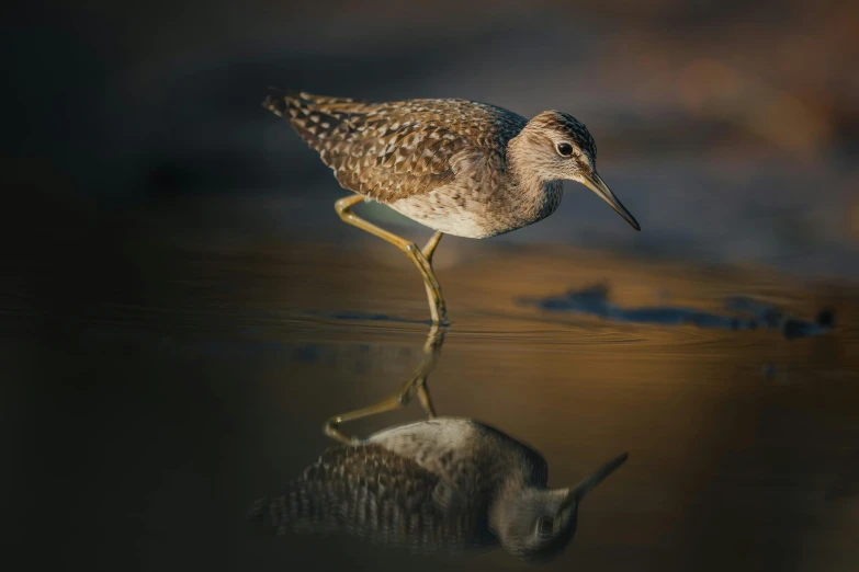 a bird walking along the beach with its reflection in the water