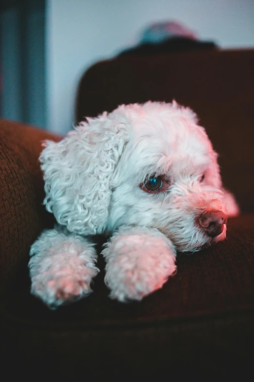 a small poodle laying on top of a brown couch