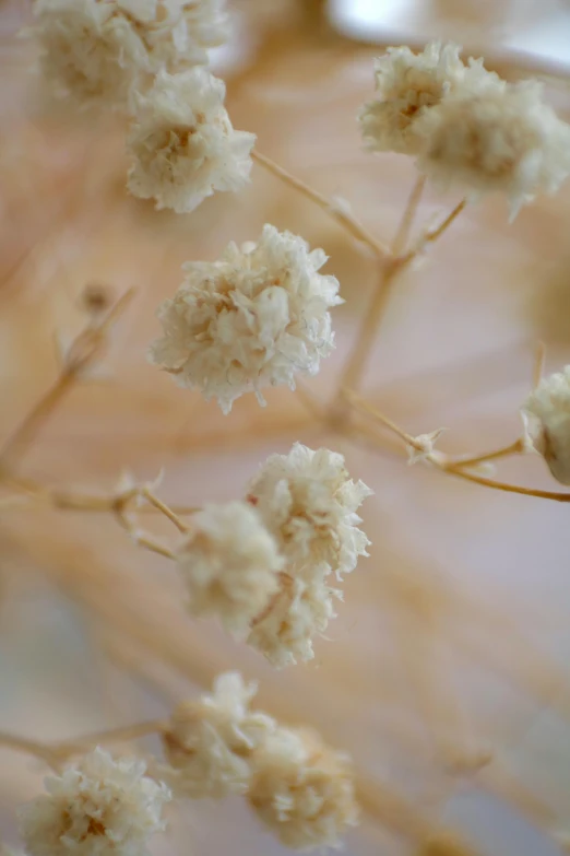 flowers are sitting on a table with a blurred background