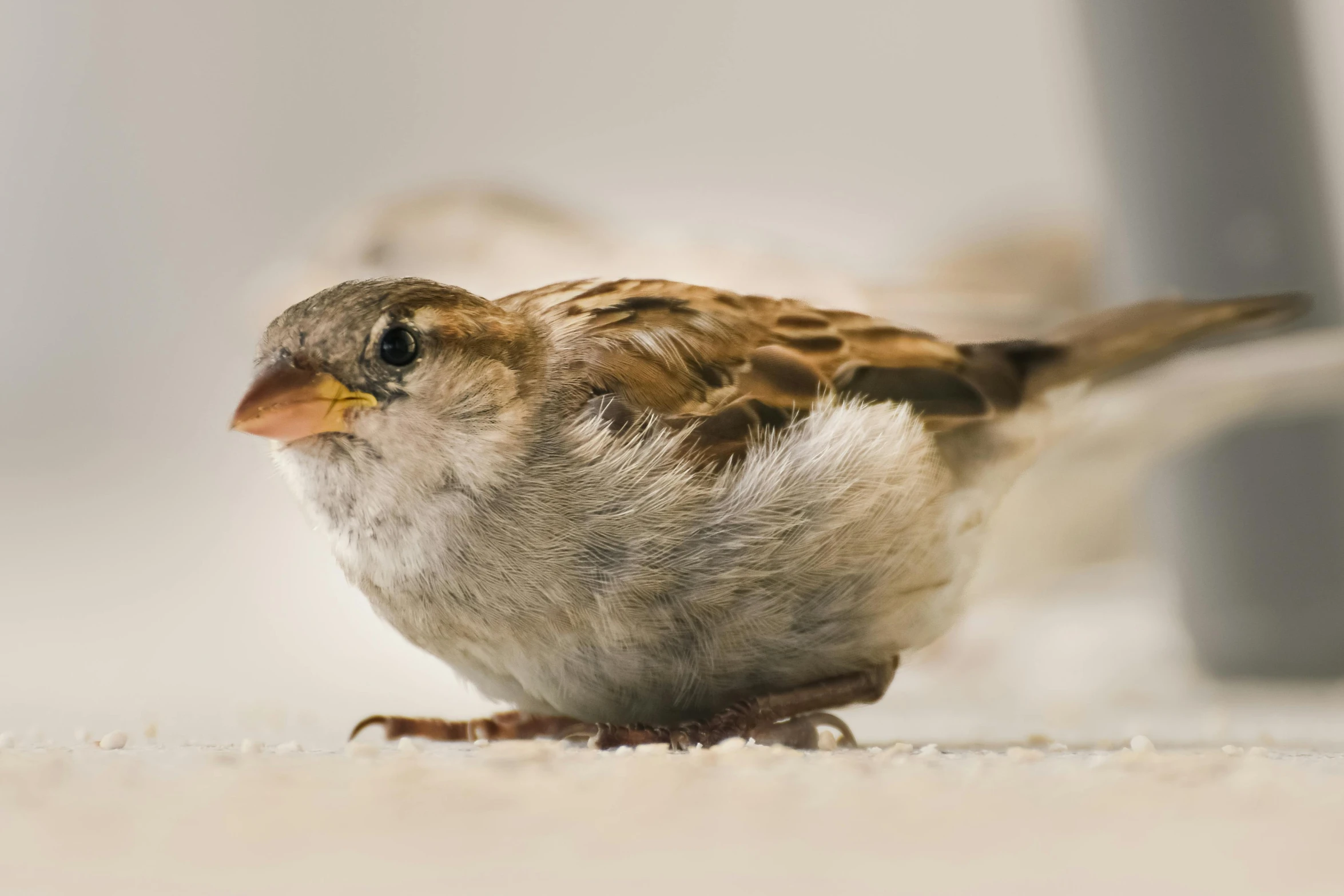 the small bird is standing alone on the floor