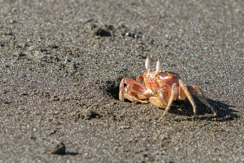 the small crab is standing on its hind legs