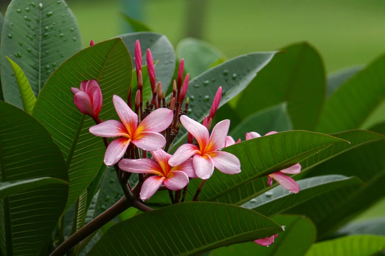 some pink flowers on some green leaves and water droplets