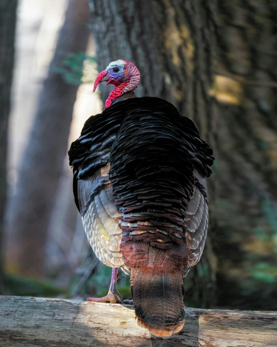 a close up of a turkey on a limb