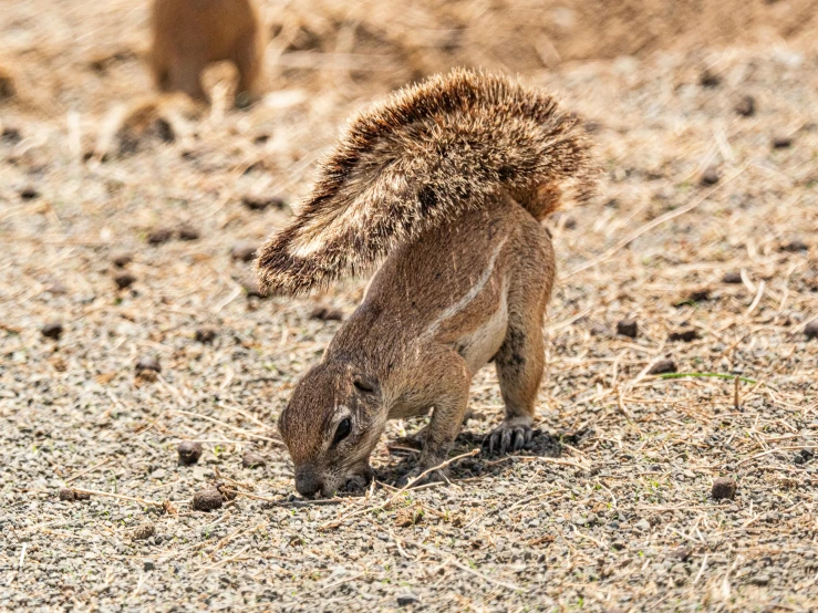 a small animal is grazing on some grass