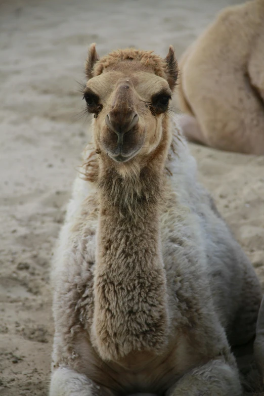 an adult camel sitting down next to another camel