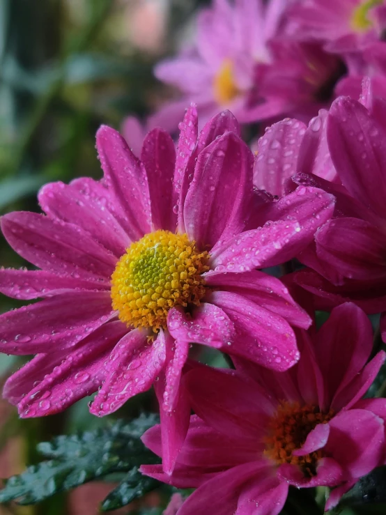 some purple and yellow flowers with rain drops