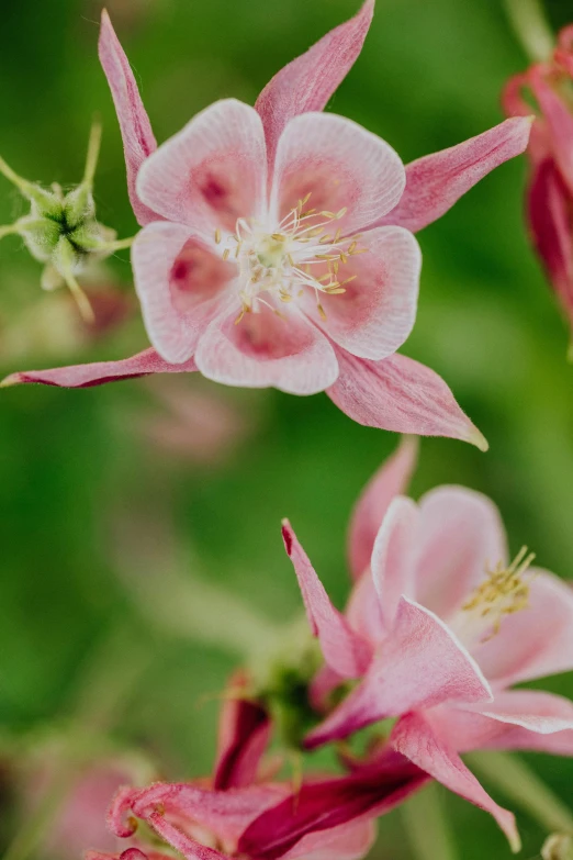 the small pink flower is still on the nch