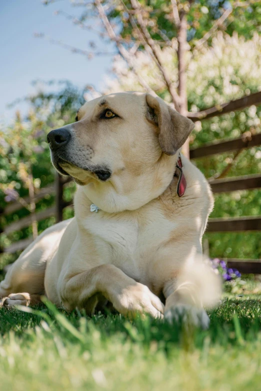 the large yellow dog is laying on the grass