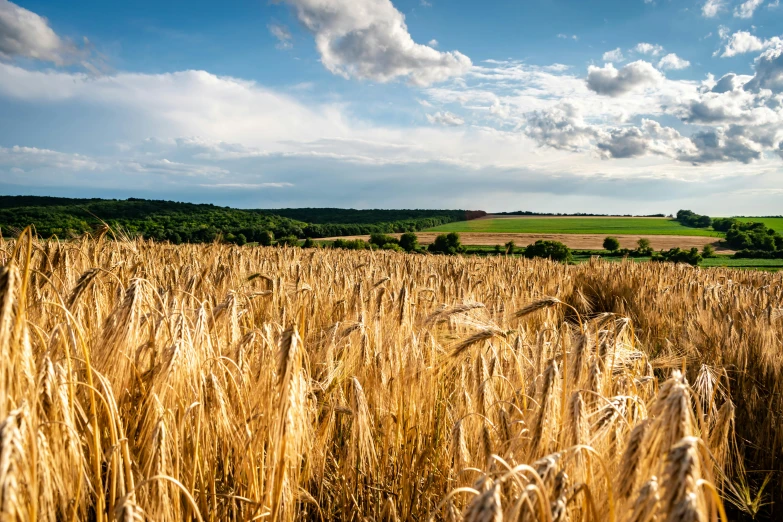 a view of a field and an empty field