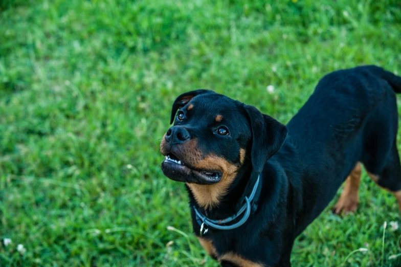 a black and tan dog standing in the grass