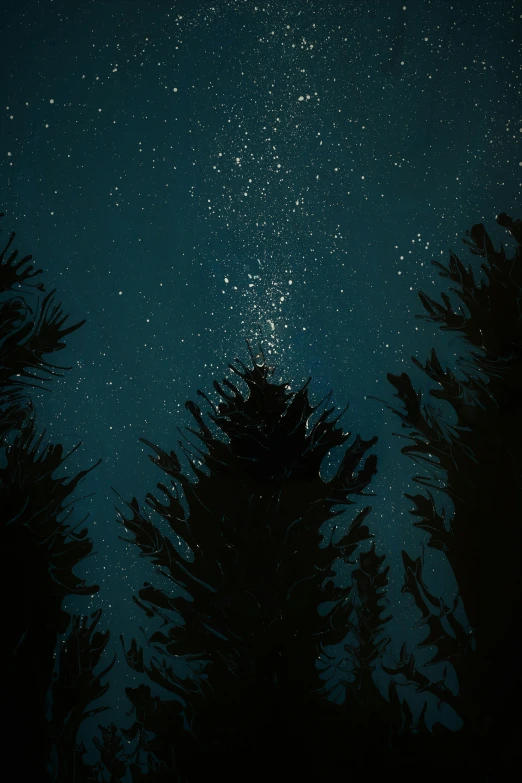 night scene with lots of stars and trees