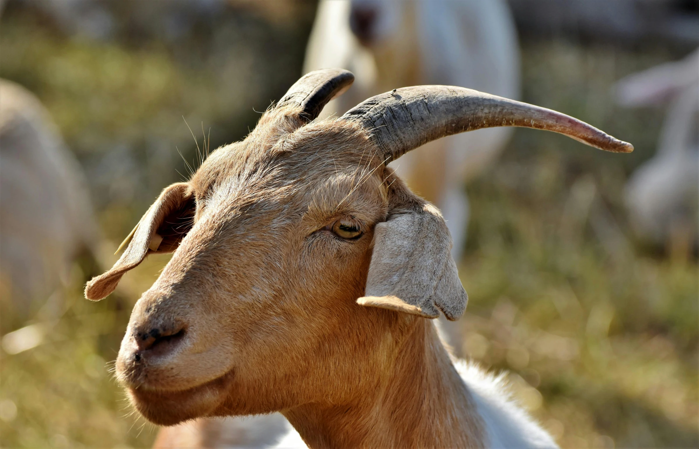 a close up view of a long horn ram