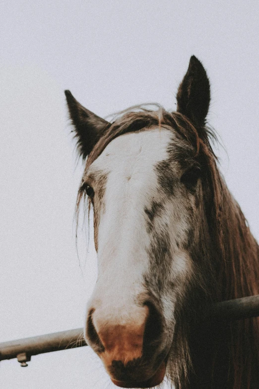 the horse is wearing it's bridle while looking off into the distance