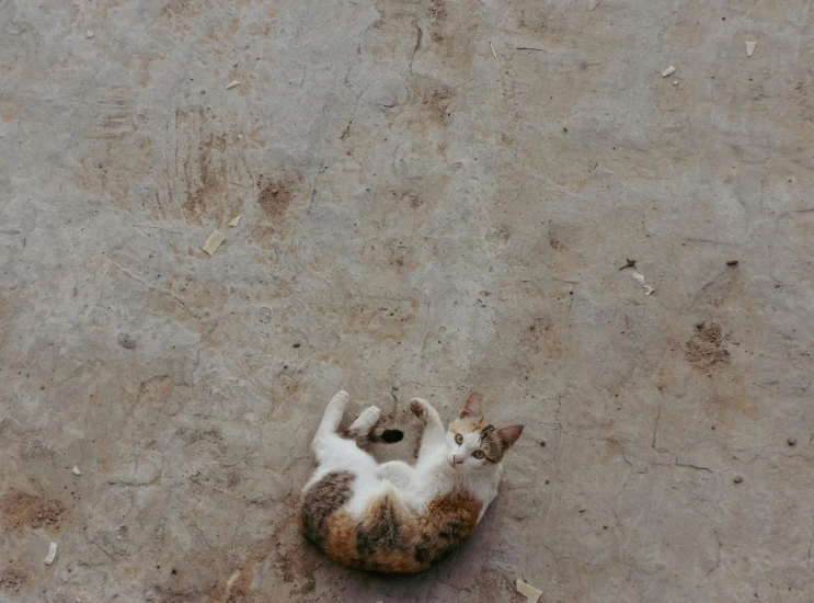 a cat is laying down on the ground