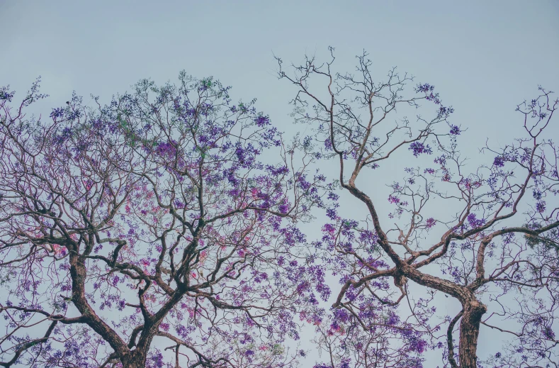 purple flowers decorate the nches of trees in a blue sky