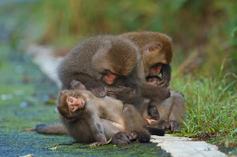 three monkeys playing around together in the grass