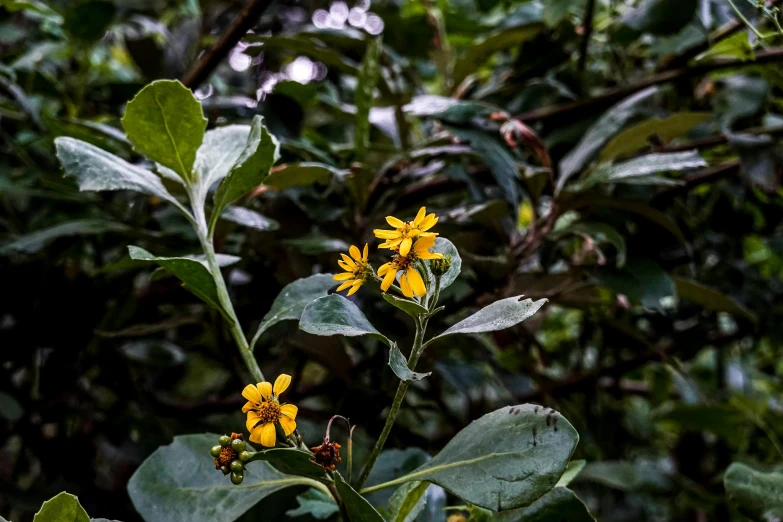 some yellow flowers and green leaves on the ground