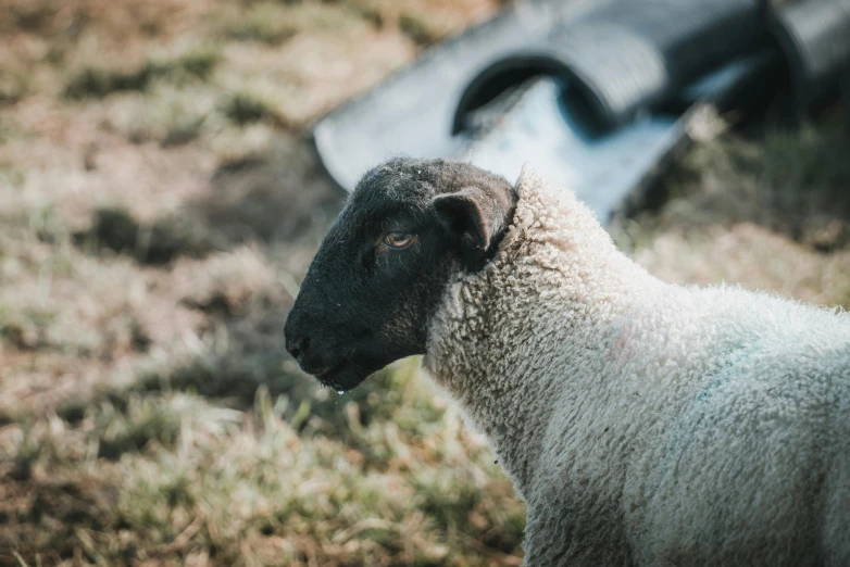 an adult sheep looks out towards a grassy field