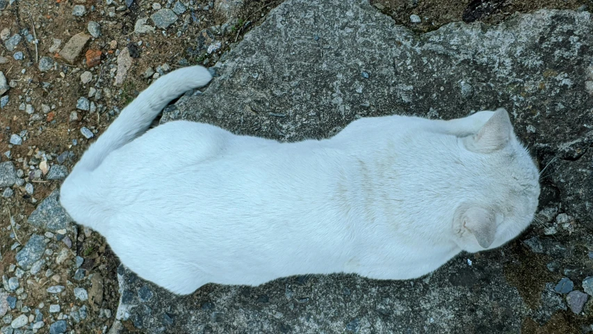 white cat with long whiskers laying on top of rock