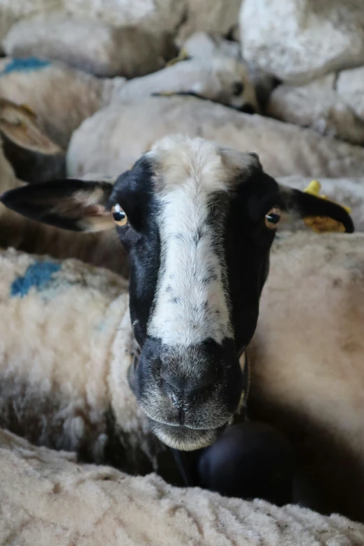 the close up view of the black face of sheep