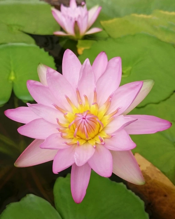 a pink lotus is blooming near some leaves