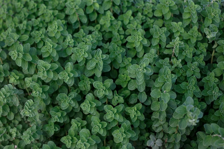 a plant growing with leaves in a field