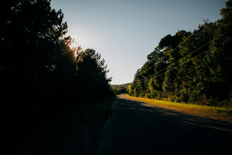 a lonely rural road that is lined with trees