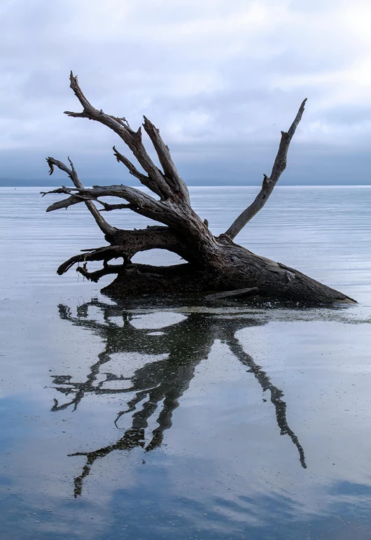 a tree laying on the water near shore