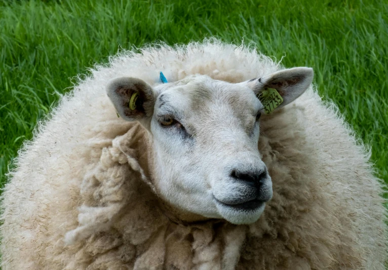 this po appears to be of an adult sheep in a grassy field