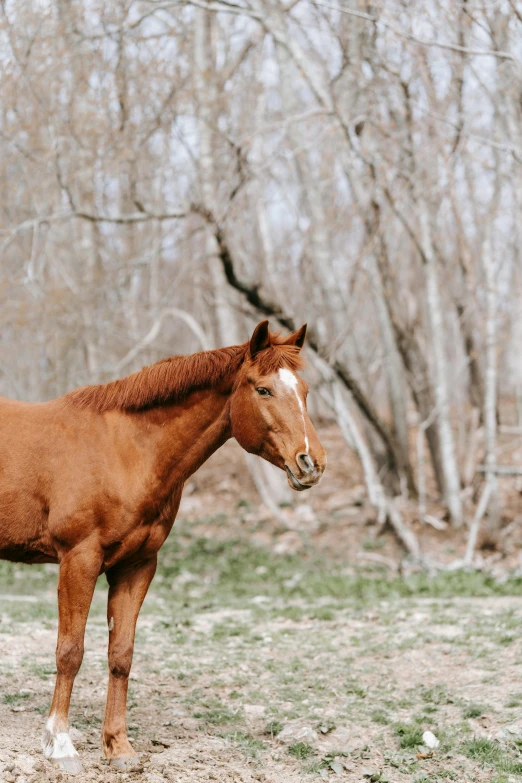 a brown horse standing on a dirt and grass field