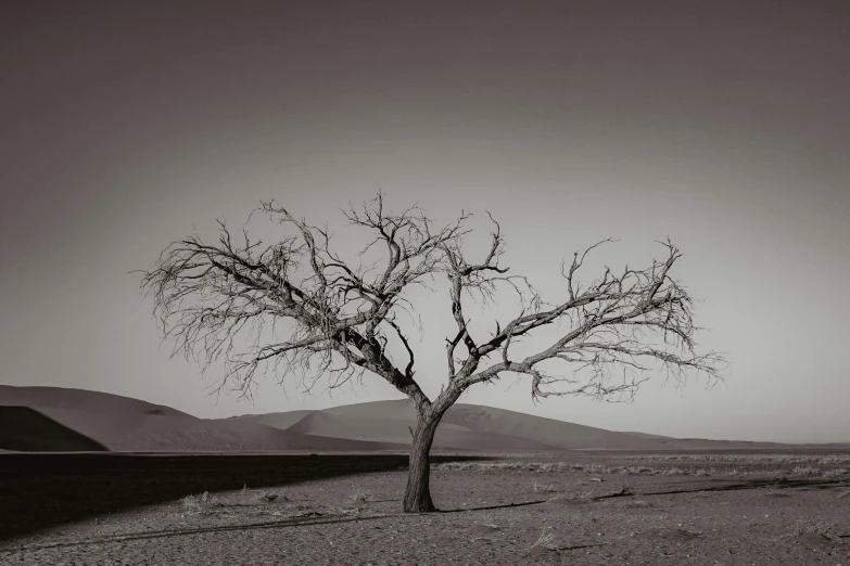 a bare tree in the middle of nowhere