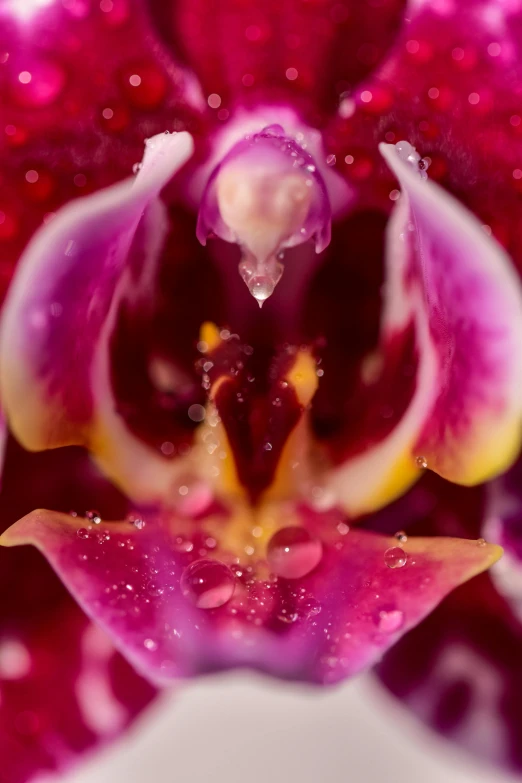 a close up view of the center of a flower