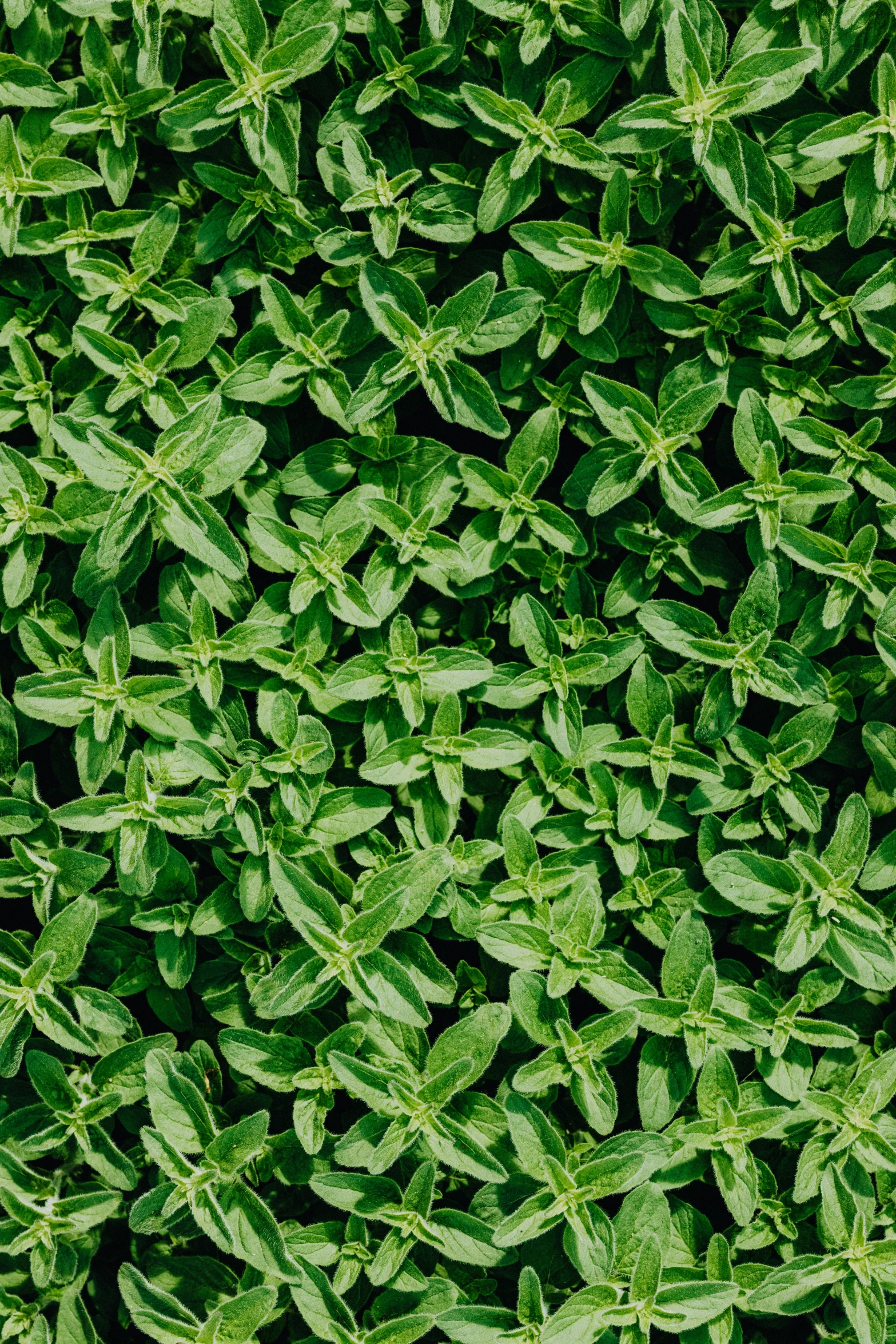 many plants growing together on a patch of grass