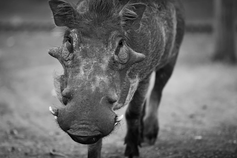 an animal walking in a field during the day