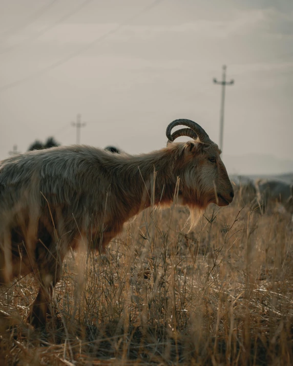 an animal in a grassy field on a cloudy day