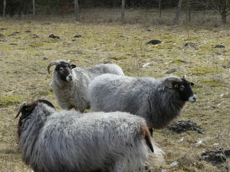 a herd of sheep grazing on grass in a field